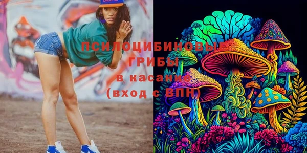 прущие грибы Саяногорск